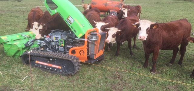 Entretien des parcs à vaches avec Robot Broyeur sur chenilles